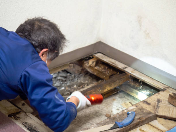 Best Black Mold Remediation in Lancaster, OH
