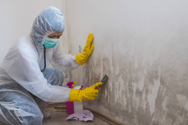 Reliable Lancaster, OH Mold Remediation Solutions