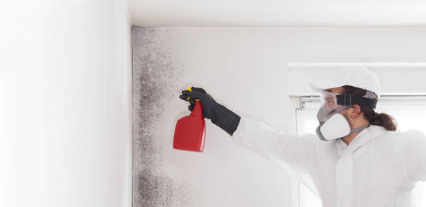 Best Kitchen Mold Remediation in Lancaster, OH