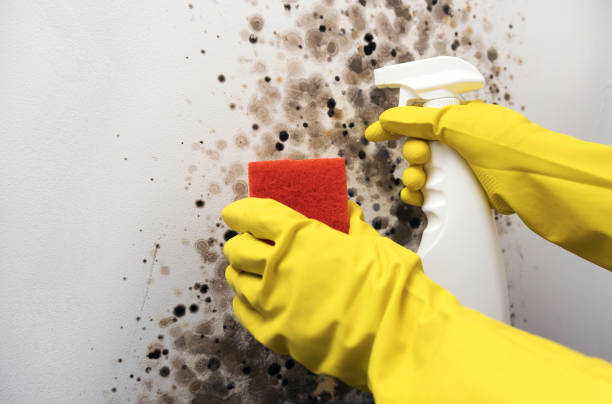 Best Insurance-Related Mold Remediation in Lancaster, OH