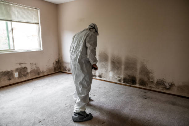 Best Emergency Mold Remediation in Lancaster, OH